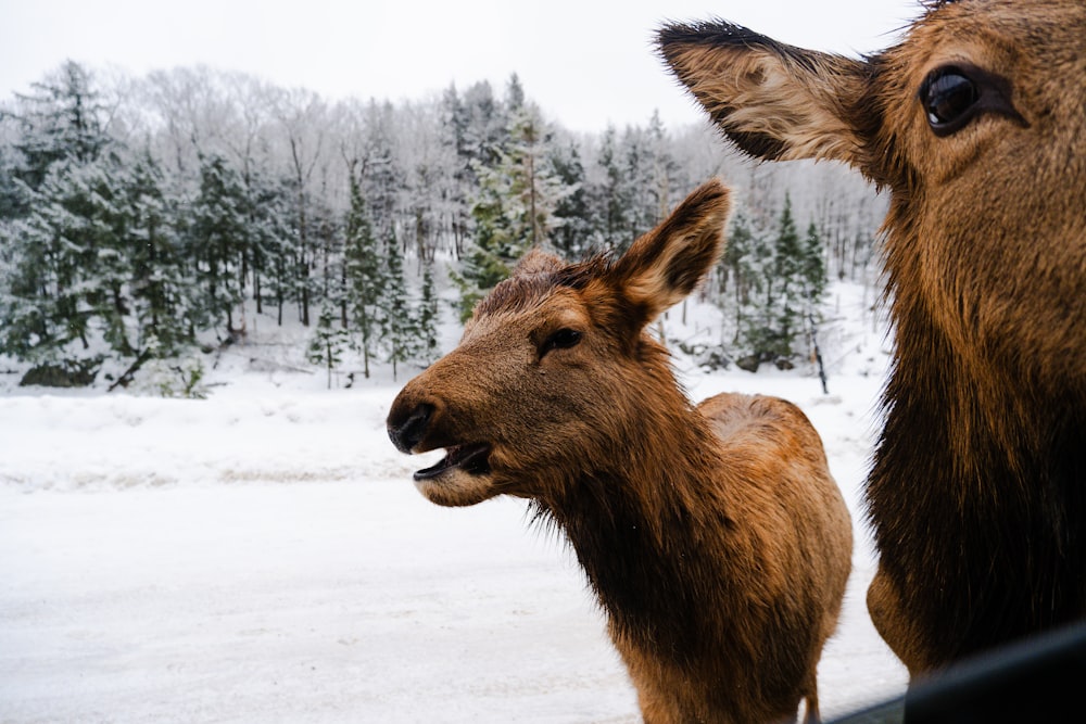 a couple of animals that are standing in the snow