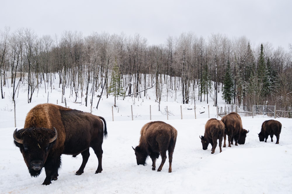 um rebanho de bisões em pé no topo de um campo coberto de neve