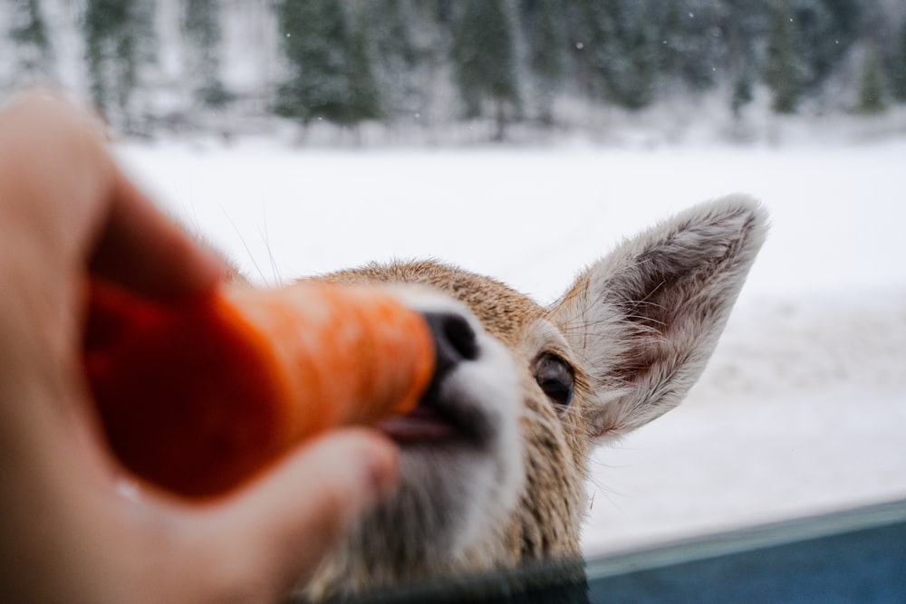 a person feeding a carrot to a deer