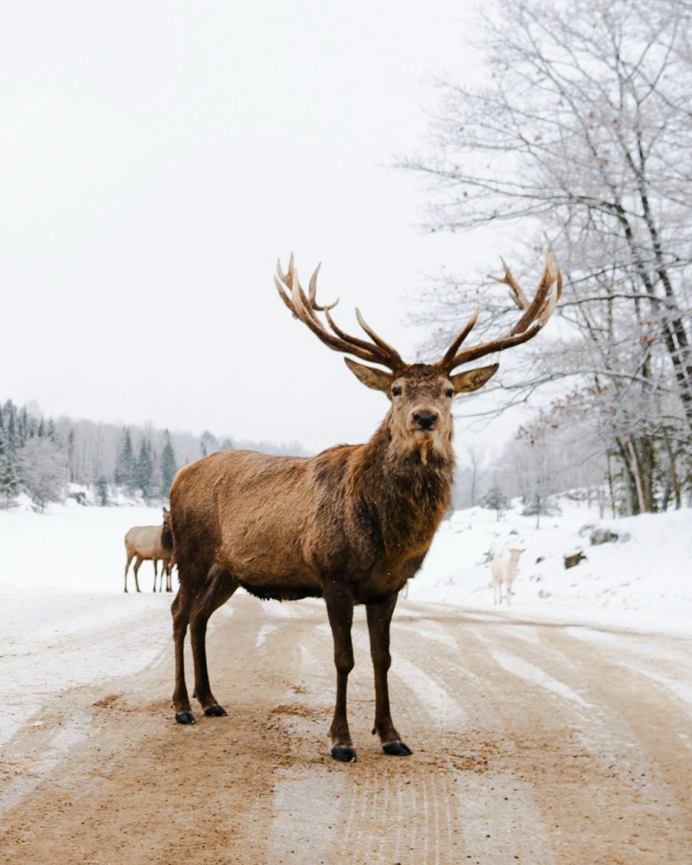 um cervo parado no meio de uma estrada nevada