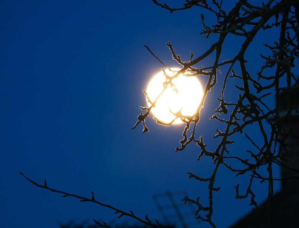 a bright light shines through the branches of a tree