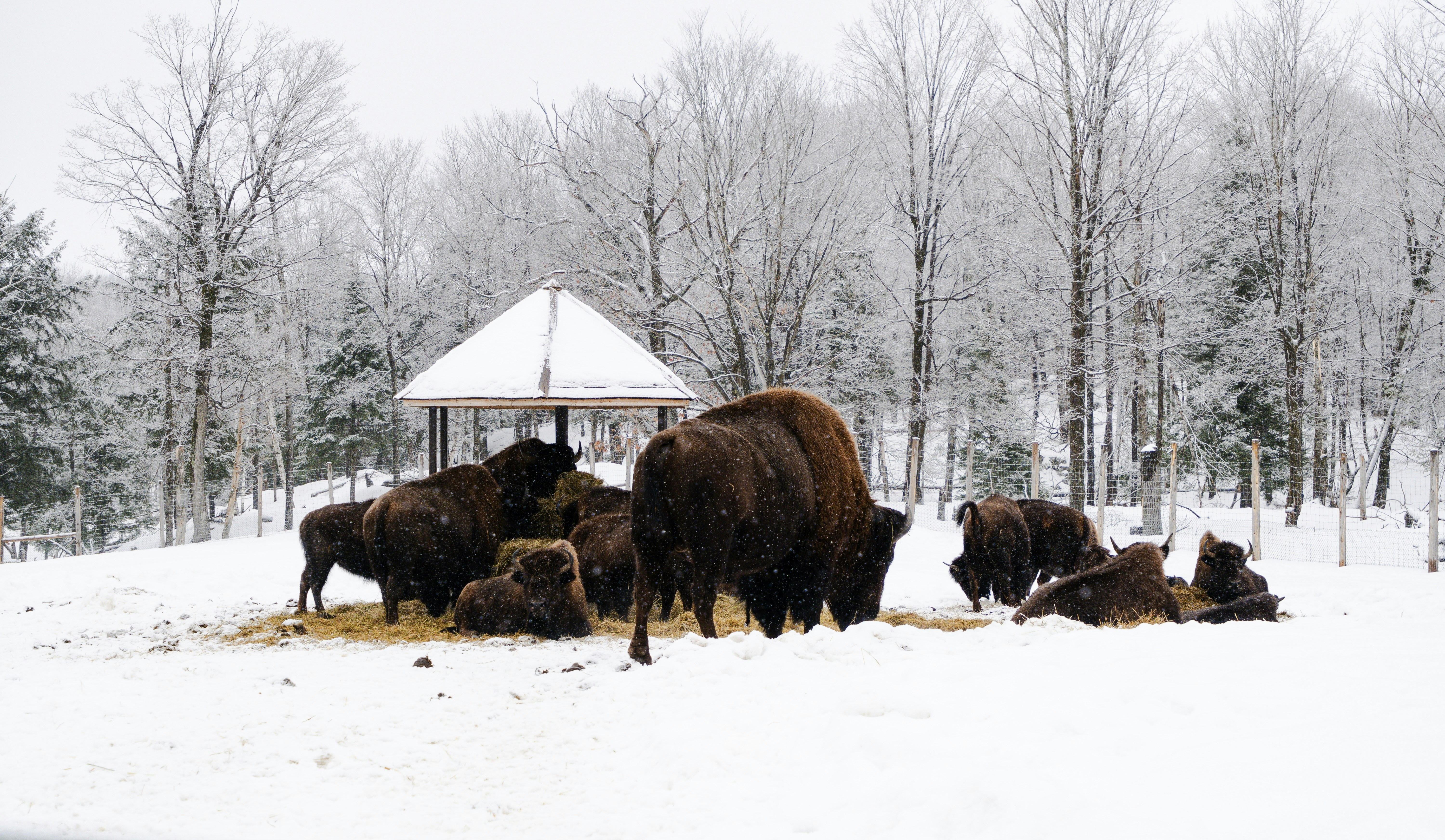 A herd of bison standing on top of a snow covered field photo – Free Qc ...