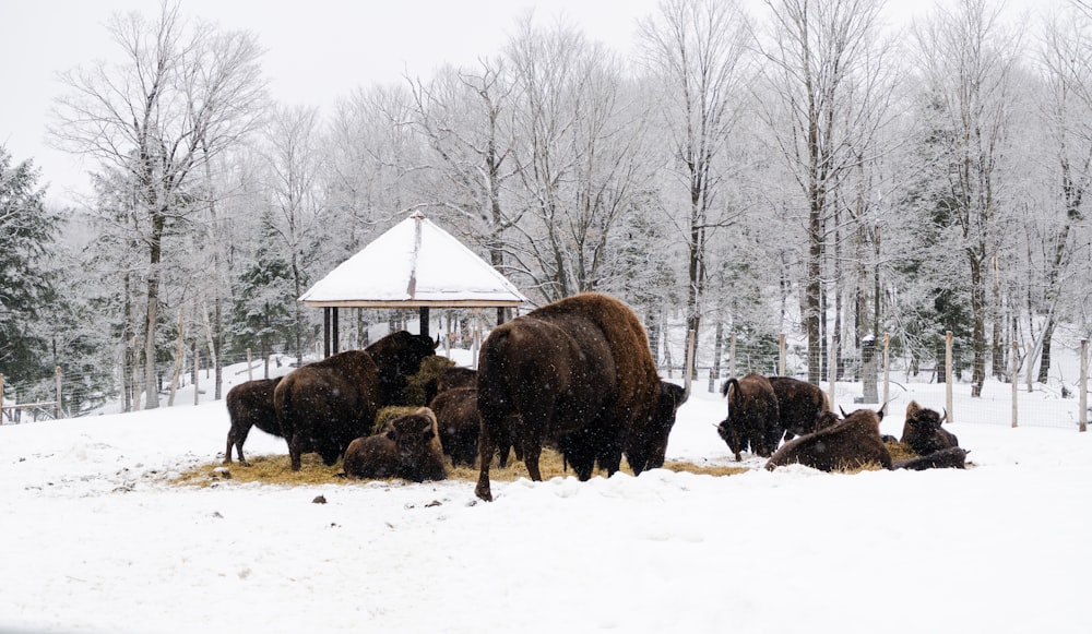 a herd of bison standing on top of a snow covered field