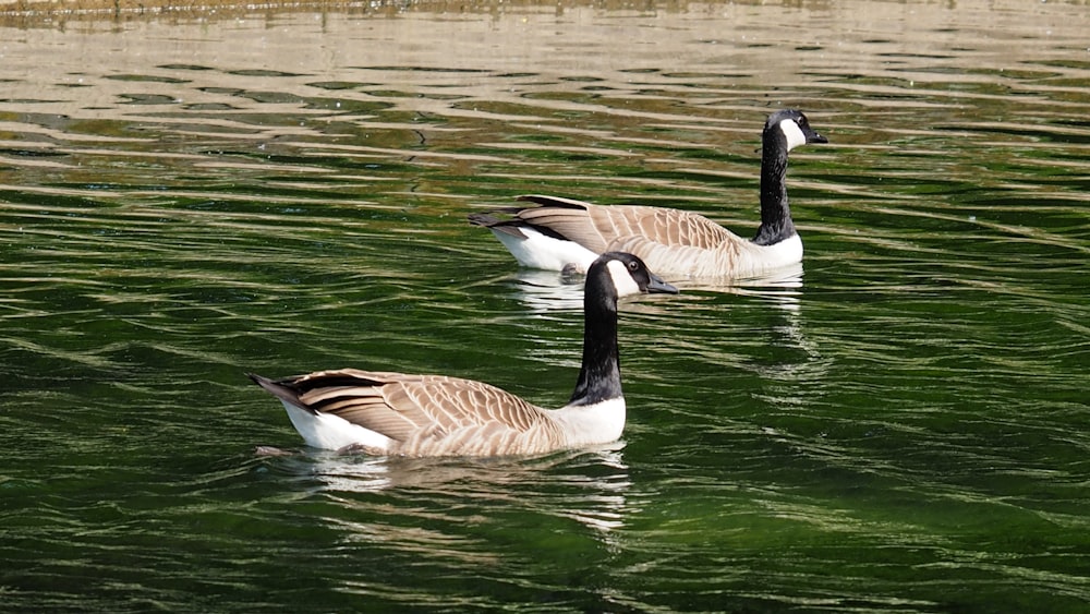 two geese are swimming in the water together