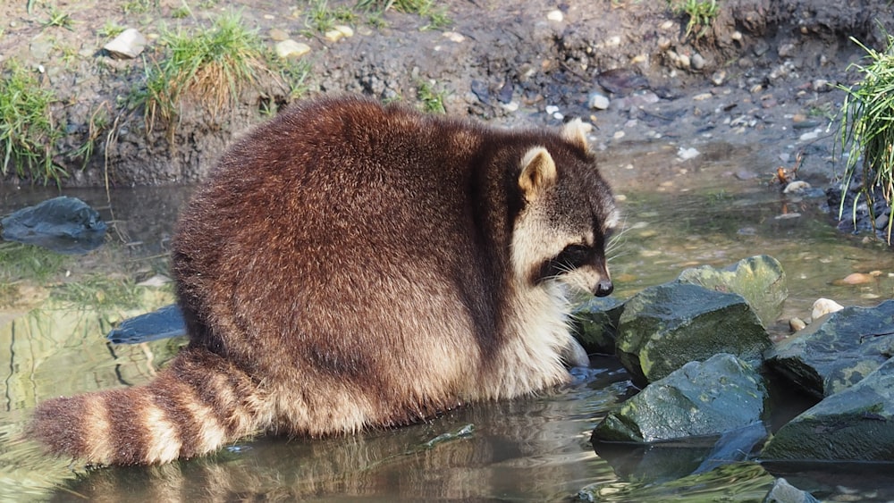 a raccoon is sitting in the water near rocks