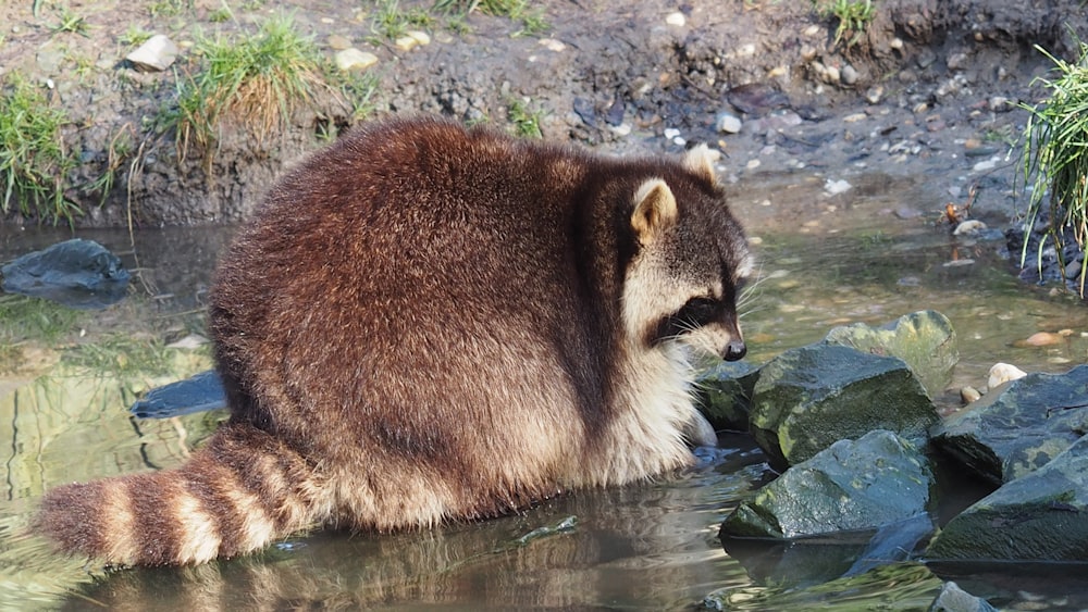 Ein Waschbär sitzt im Wasser in der Nähe von Felsen