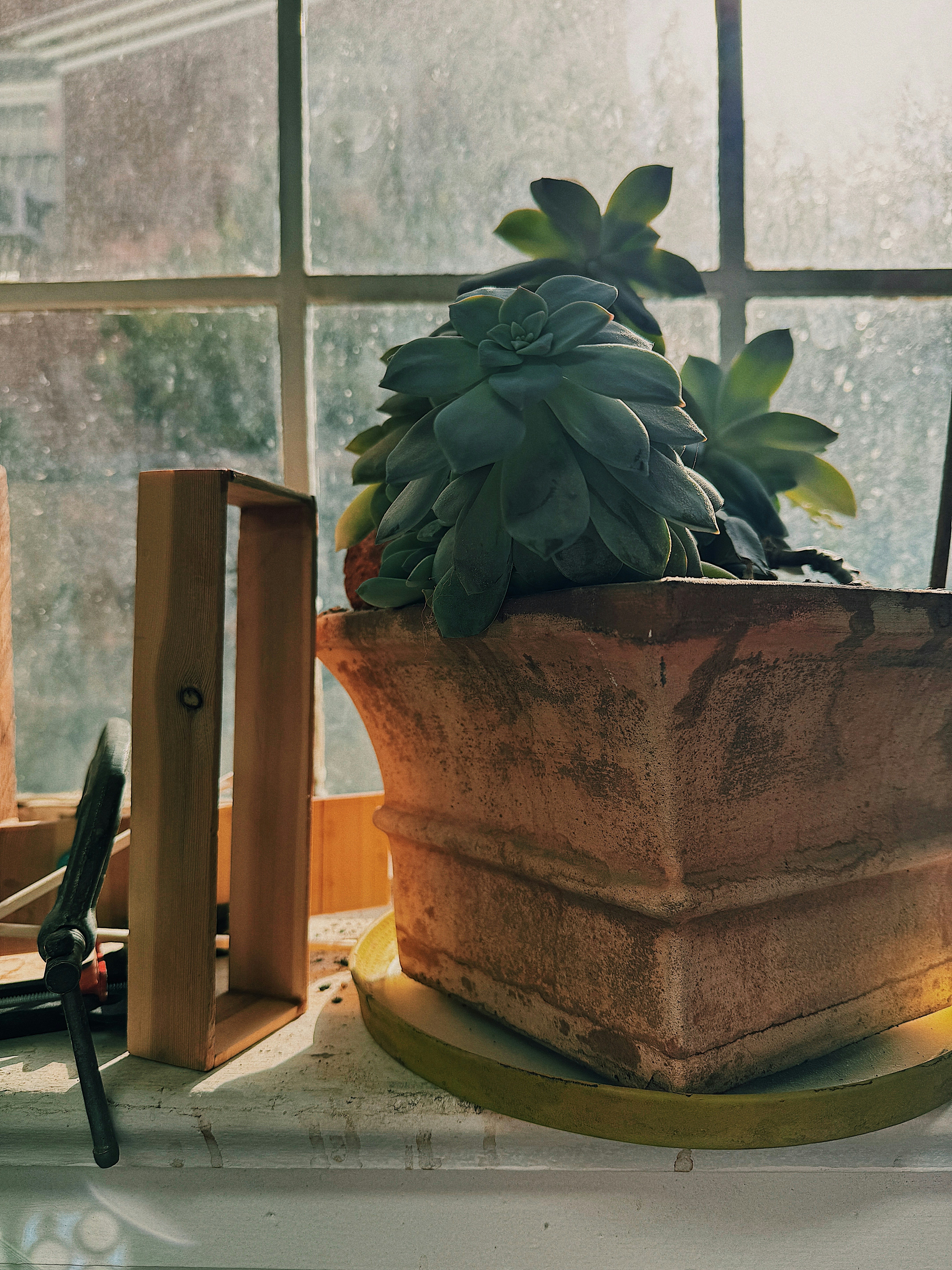 Succulent plant in terracotta pot on bright airy window sill
