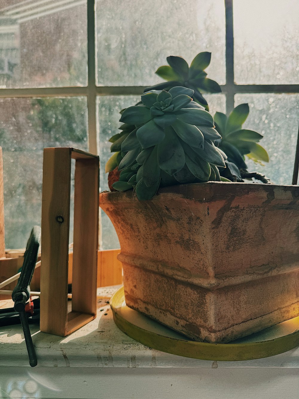 a potted plant sitting on top of a window sill