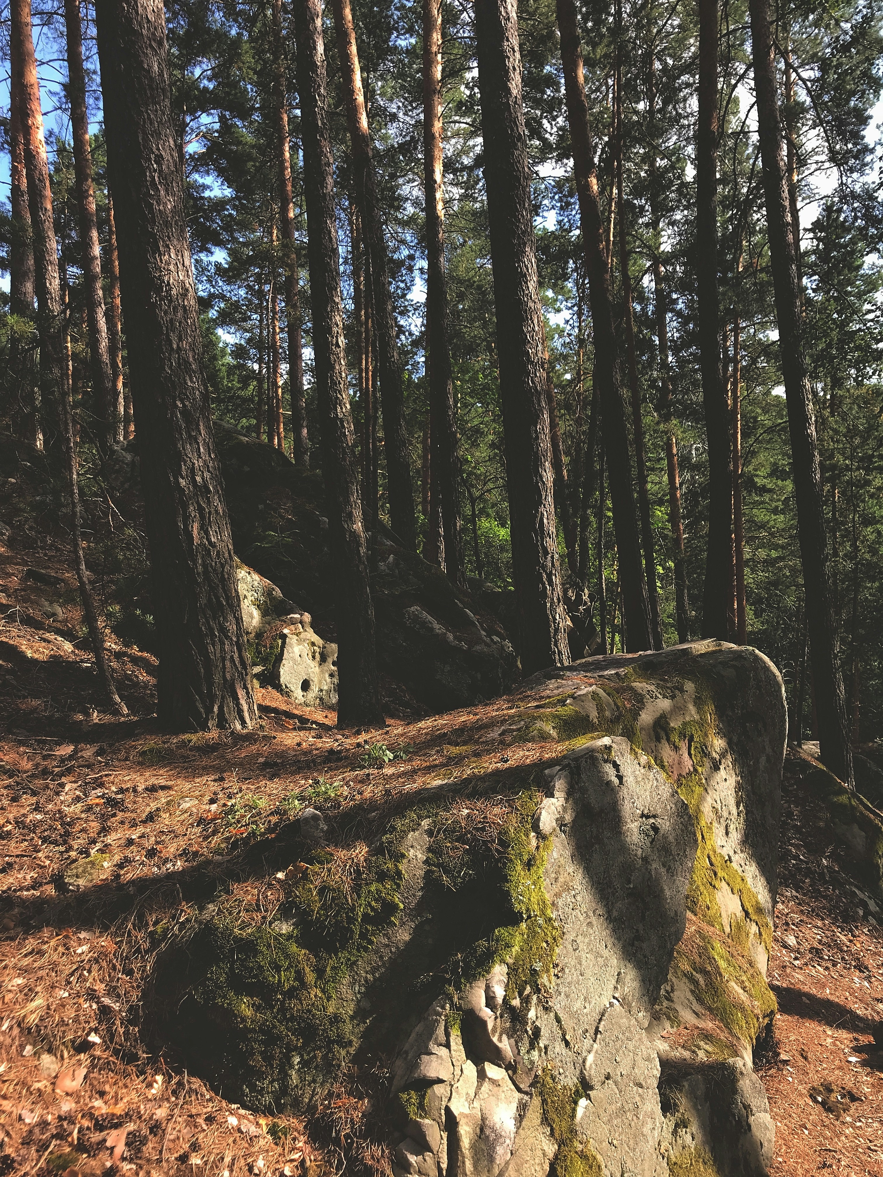 a rock formation in the middle of a forest