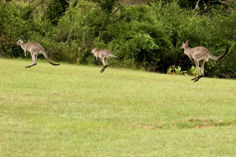 a group of kangaroos running across a grass covered field