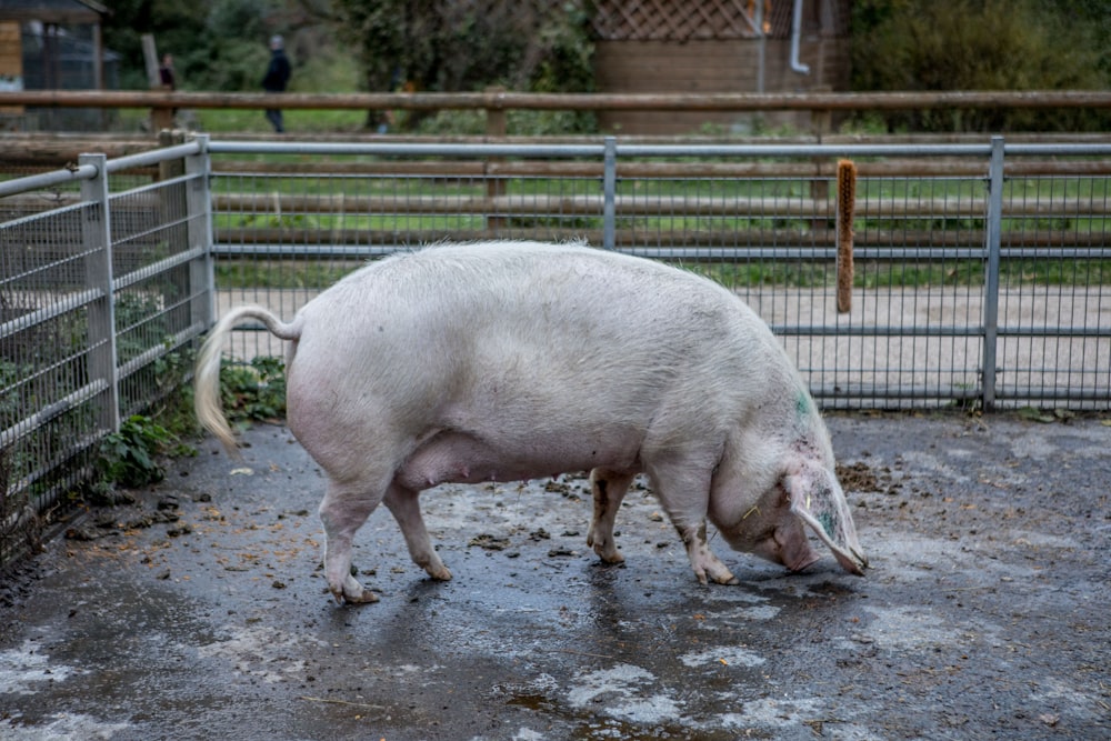 a large white pig standing in a fenced in area