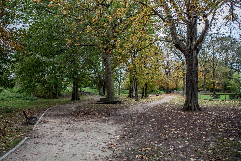 a path in a park surrounded by trees