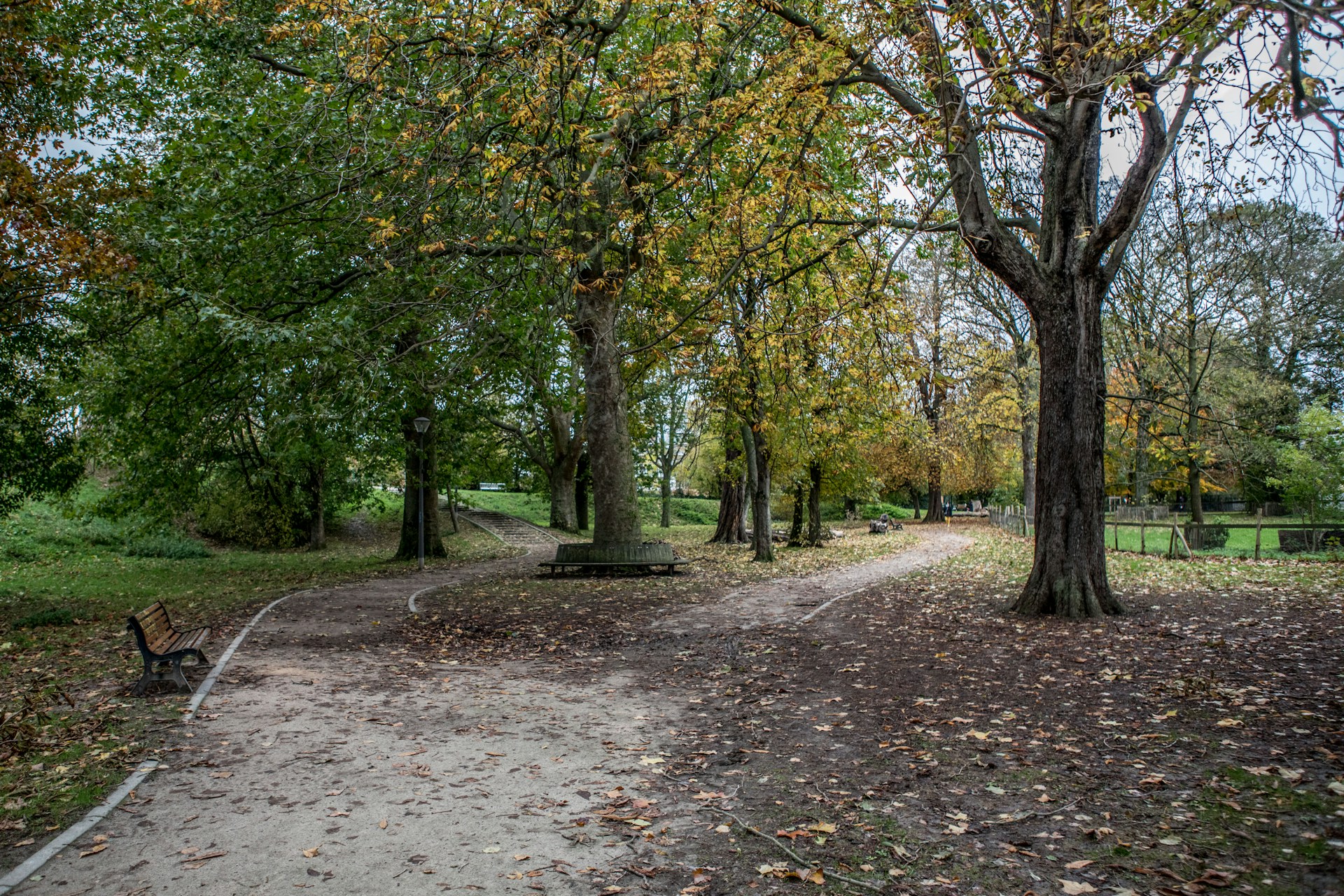 a path in a park surrounded by trees