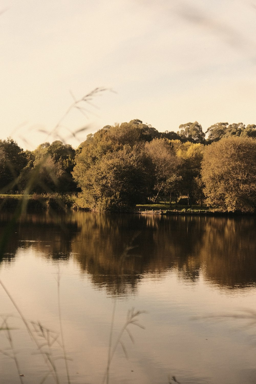 un plan d’eau entouré de nombreux arbres