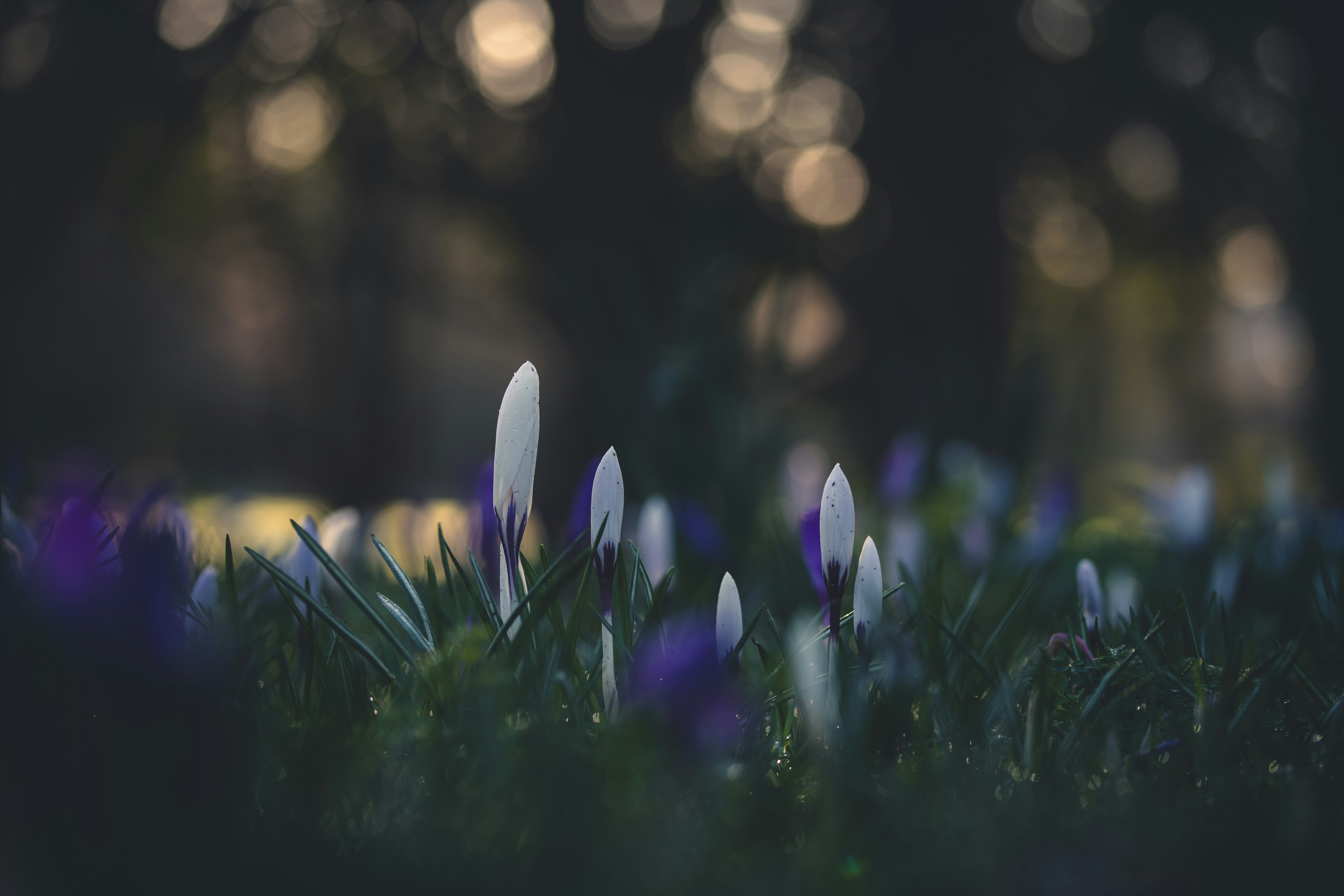 Photo by matt_captures_nature