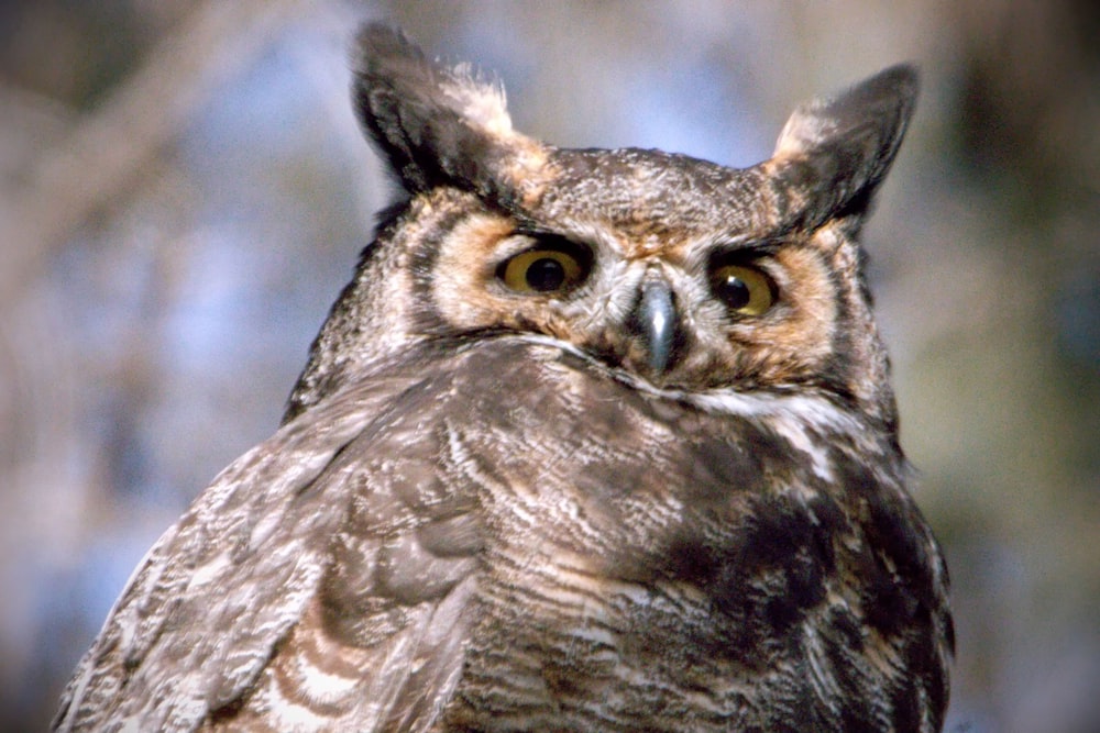 a close up of an owl with a blurry background