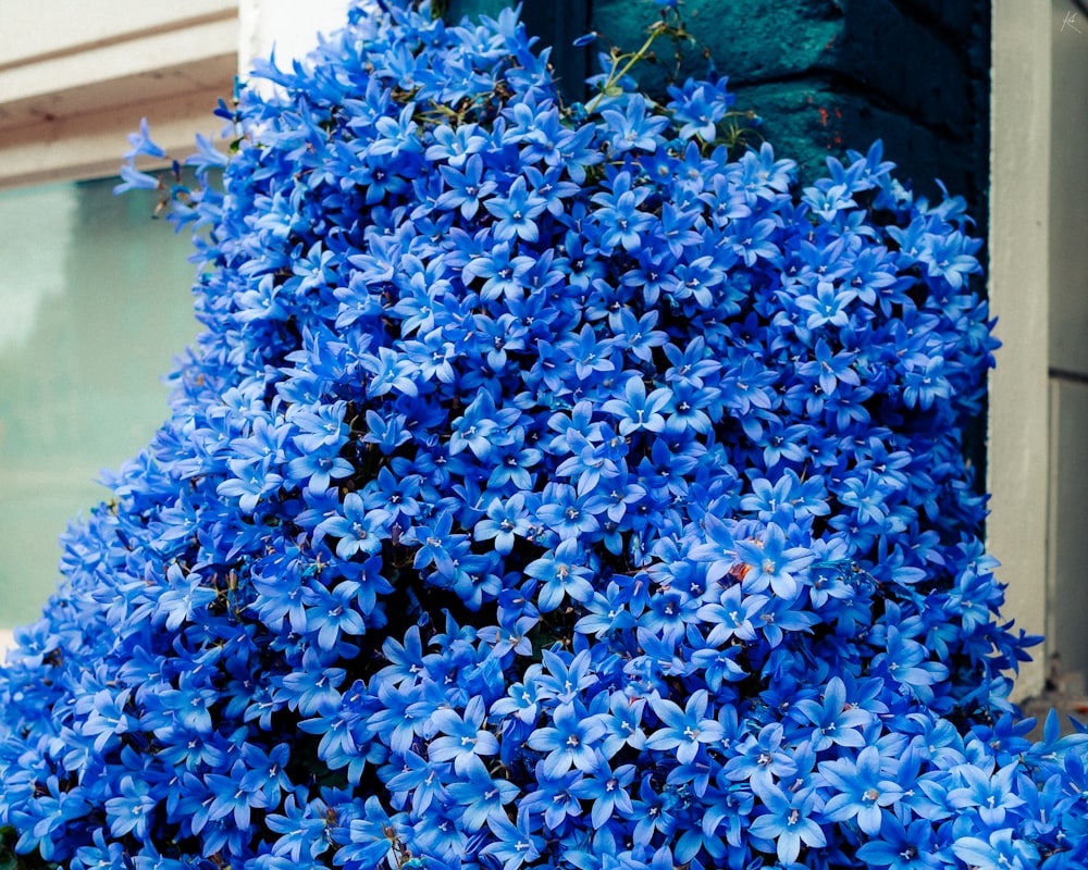a bush of blue flowers in front of a building