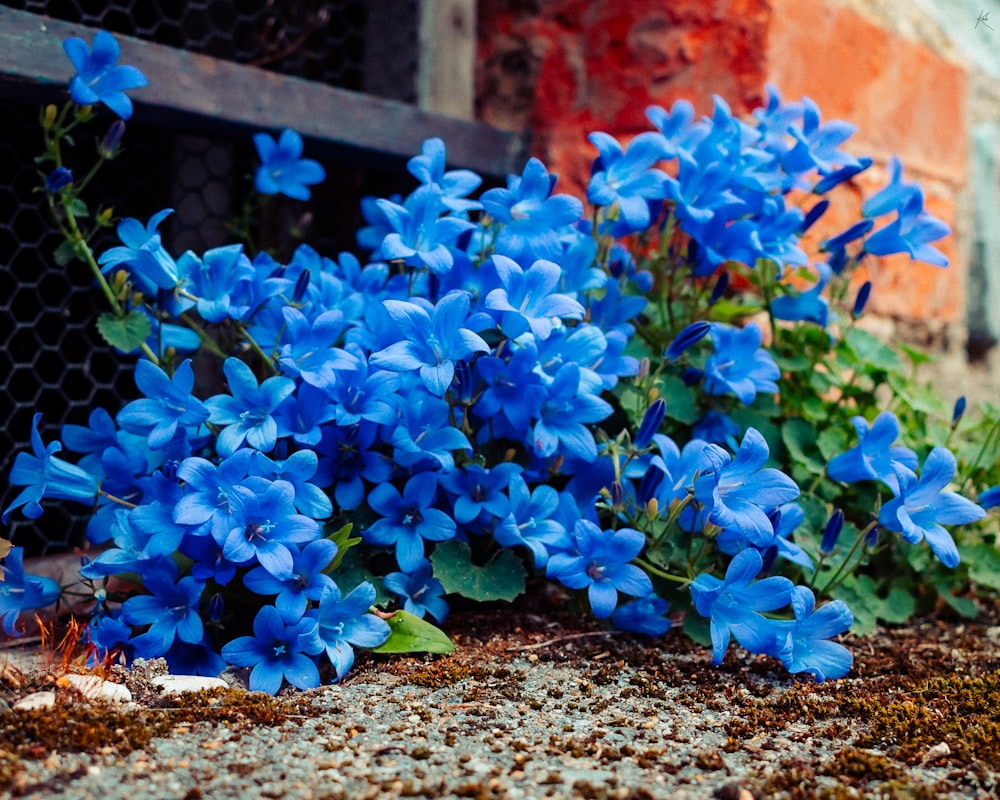 a bunch of blue flowers sitting on the ground