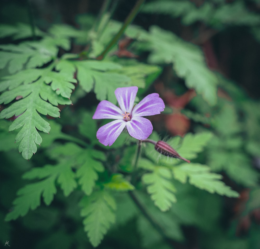 a purple flower with green leaves in the background
