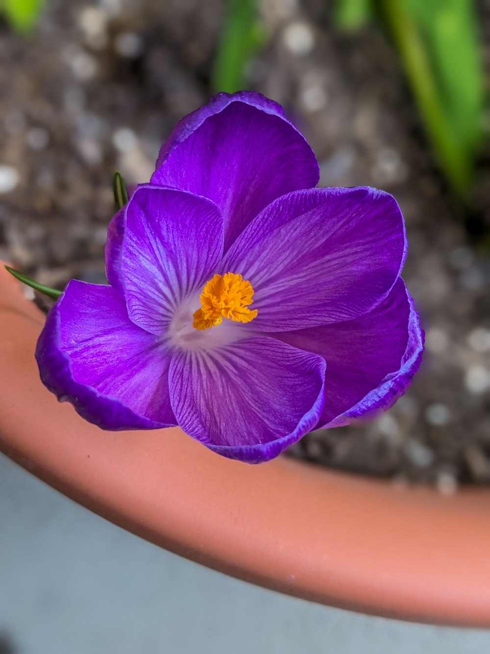 a purple flower sitting on top of a potted plant
