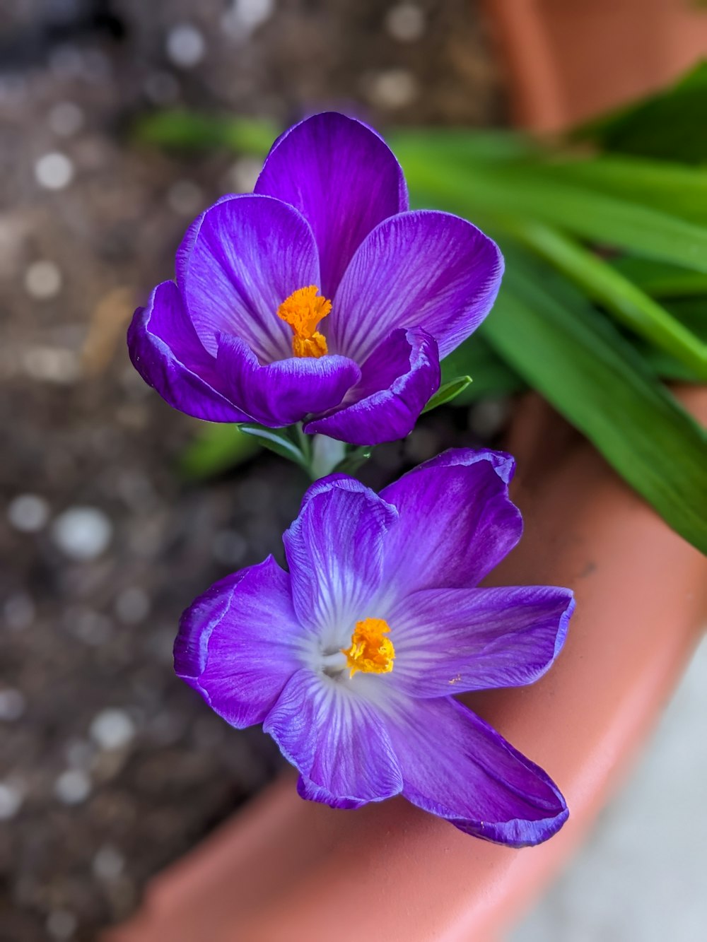 a couple of purple flowers sitting on top of a flower pot