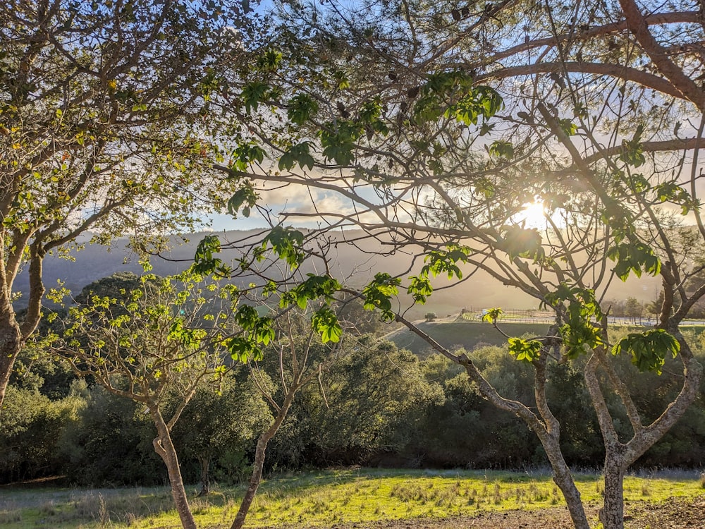 the sun is shining through the trees in the field