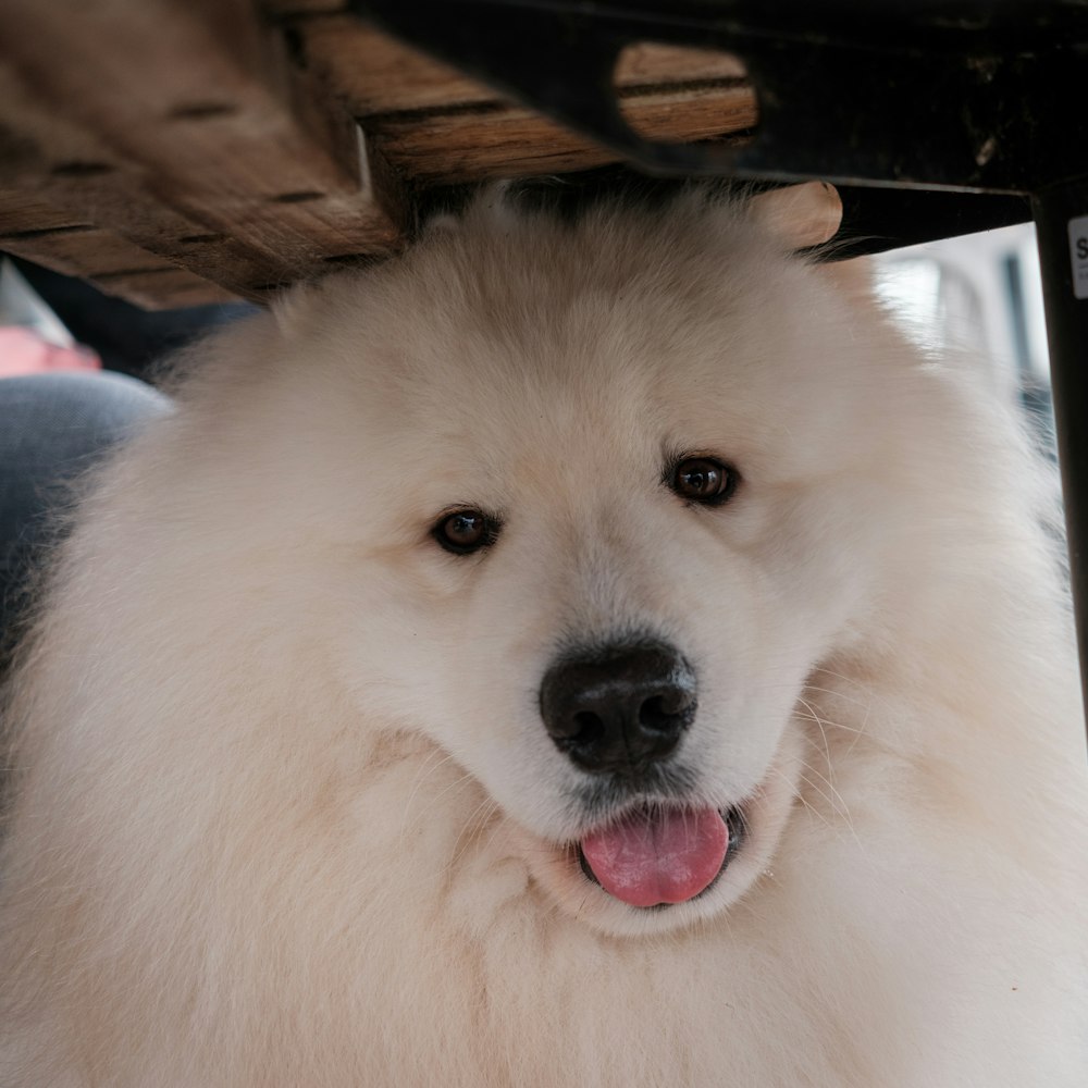 a fluffy white dog sitting under a table