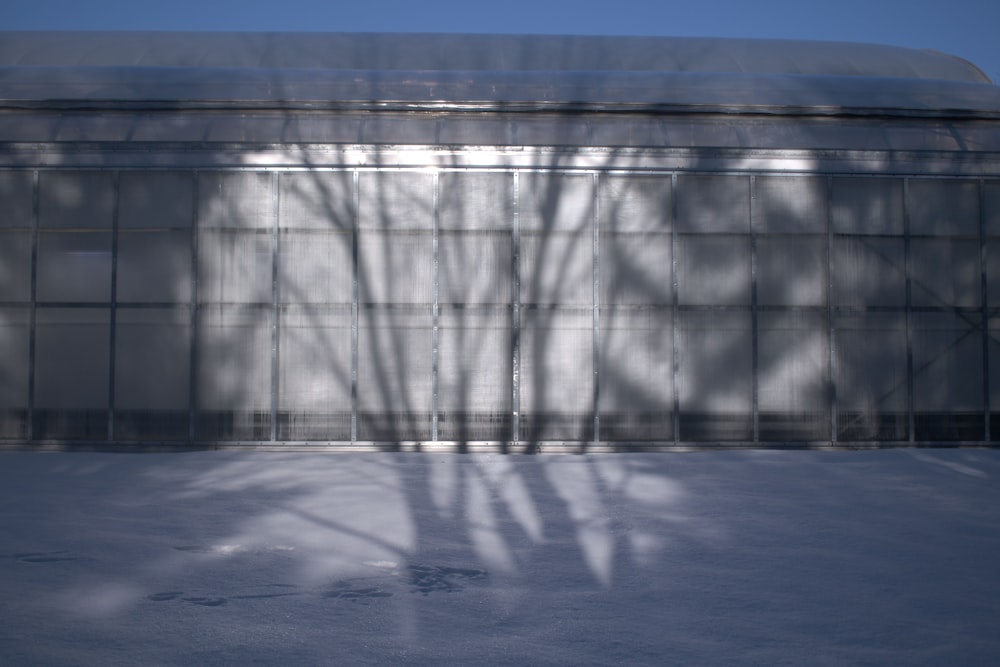 the shadow of a tree in front of a building