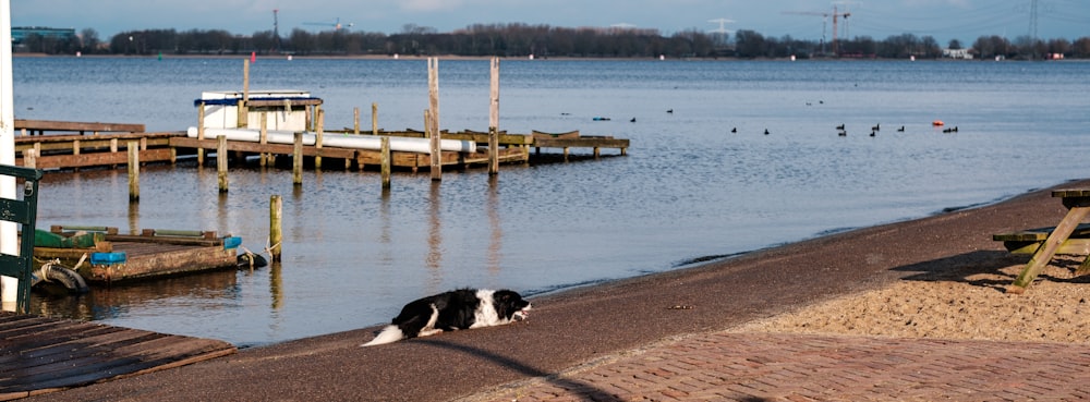 a black and white dog laying on a beach next to a body of water