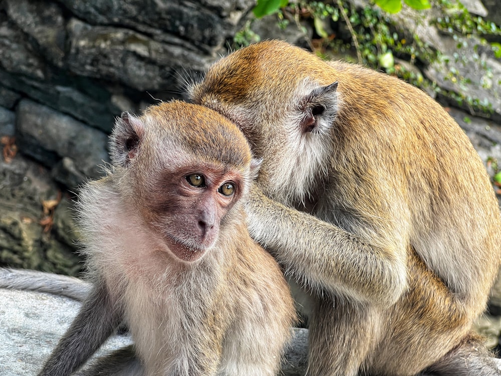 um casal de macacos sentados em cima de uma rocha