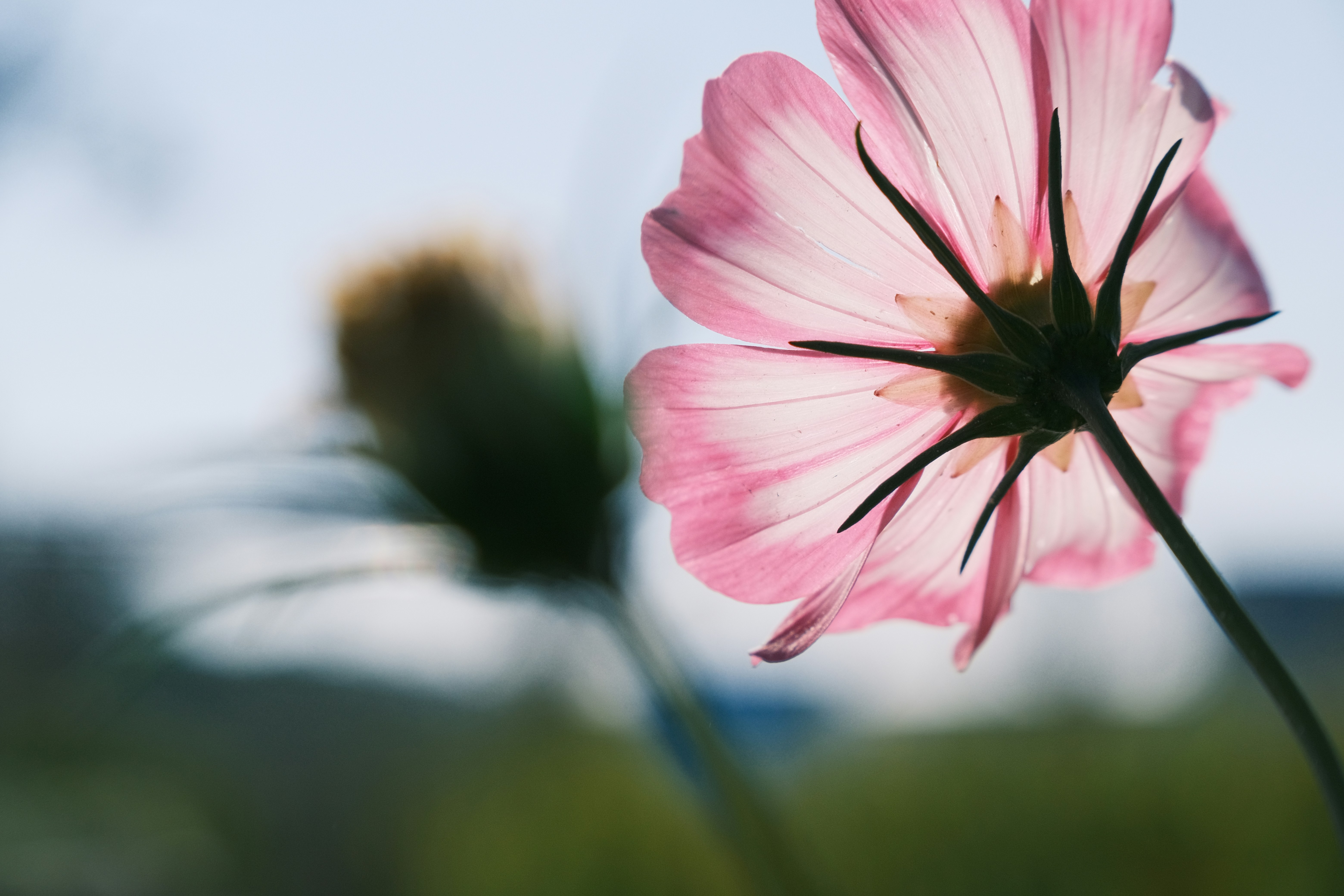 a close up of a pink flower with a blurry background