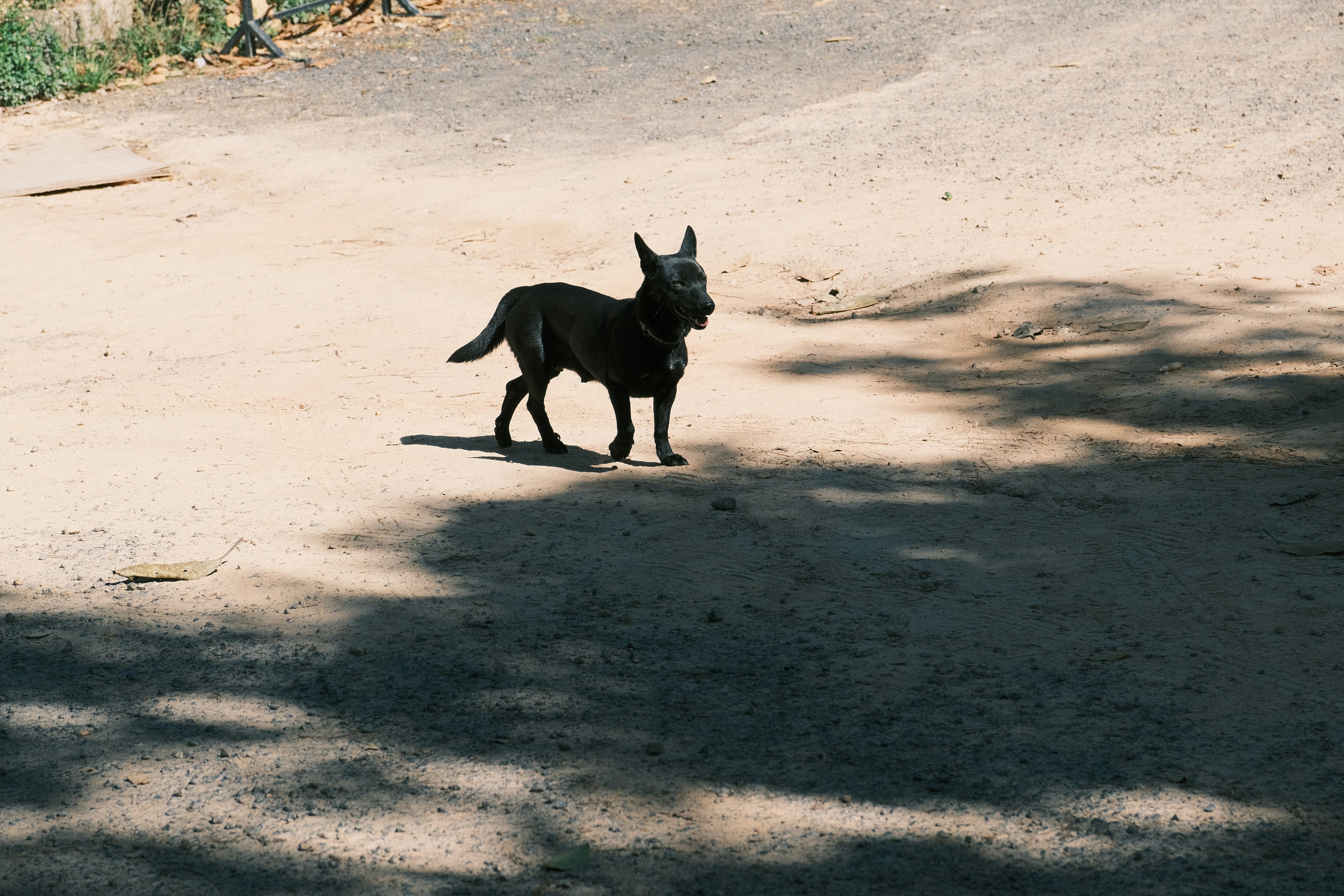 Support Your Dog’s Health with Smart Tracking