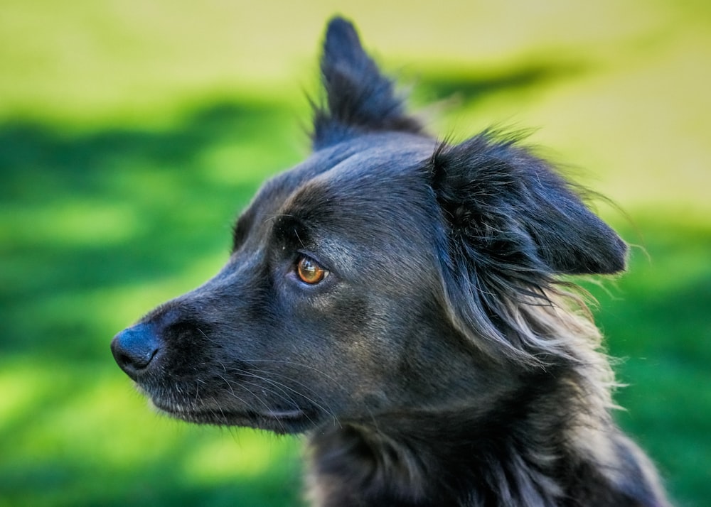 a close up of a dog on a field of grass