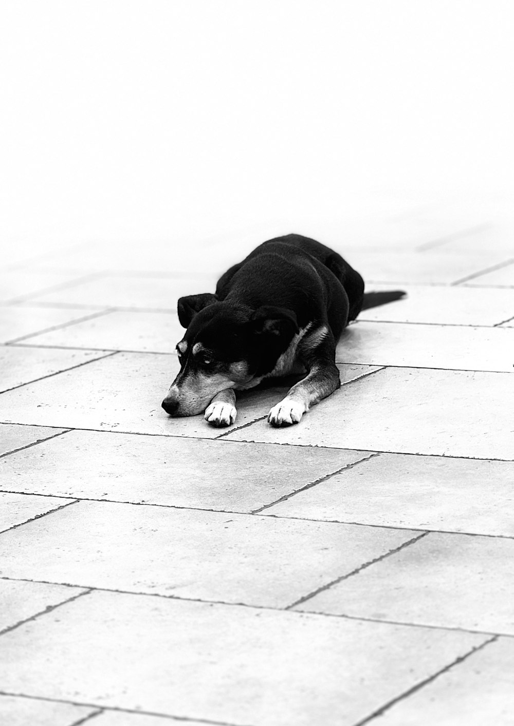 uma foto em preto e branco de um cachorro deitado no chão
