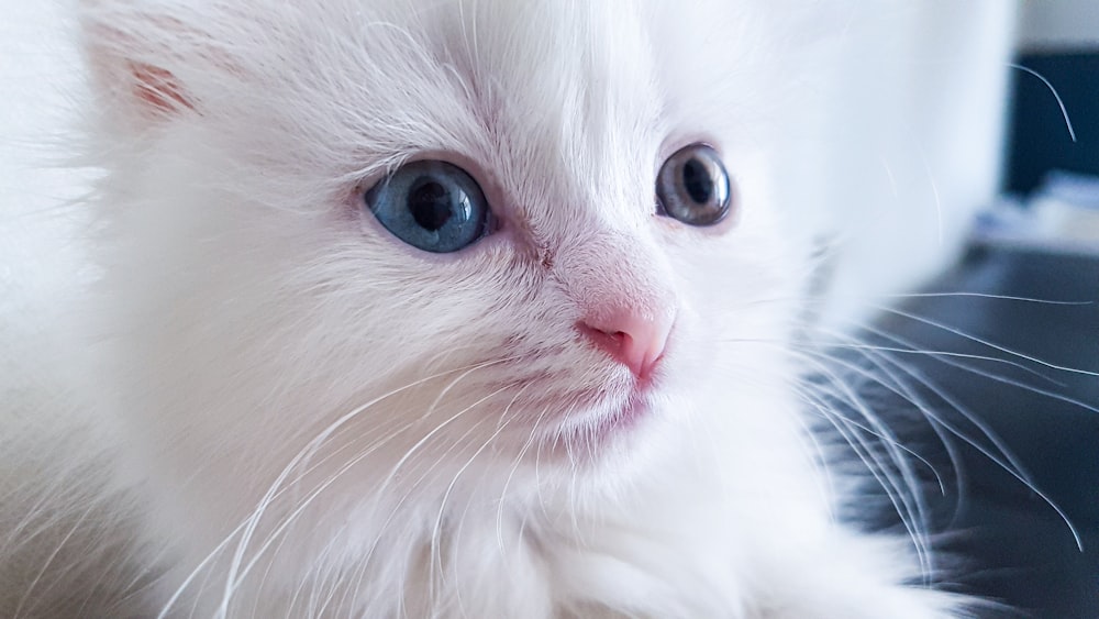 a close up of a white cat with blue eyes