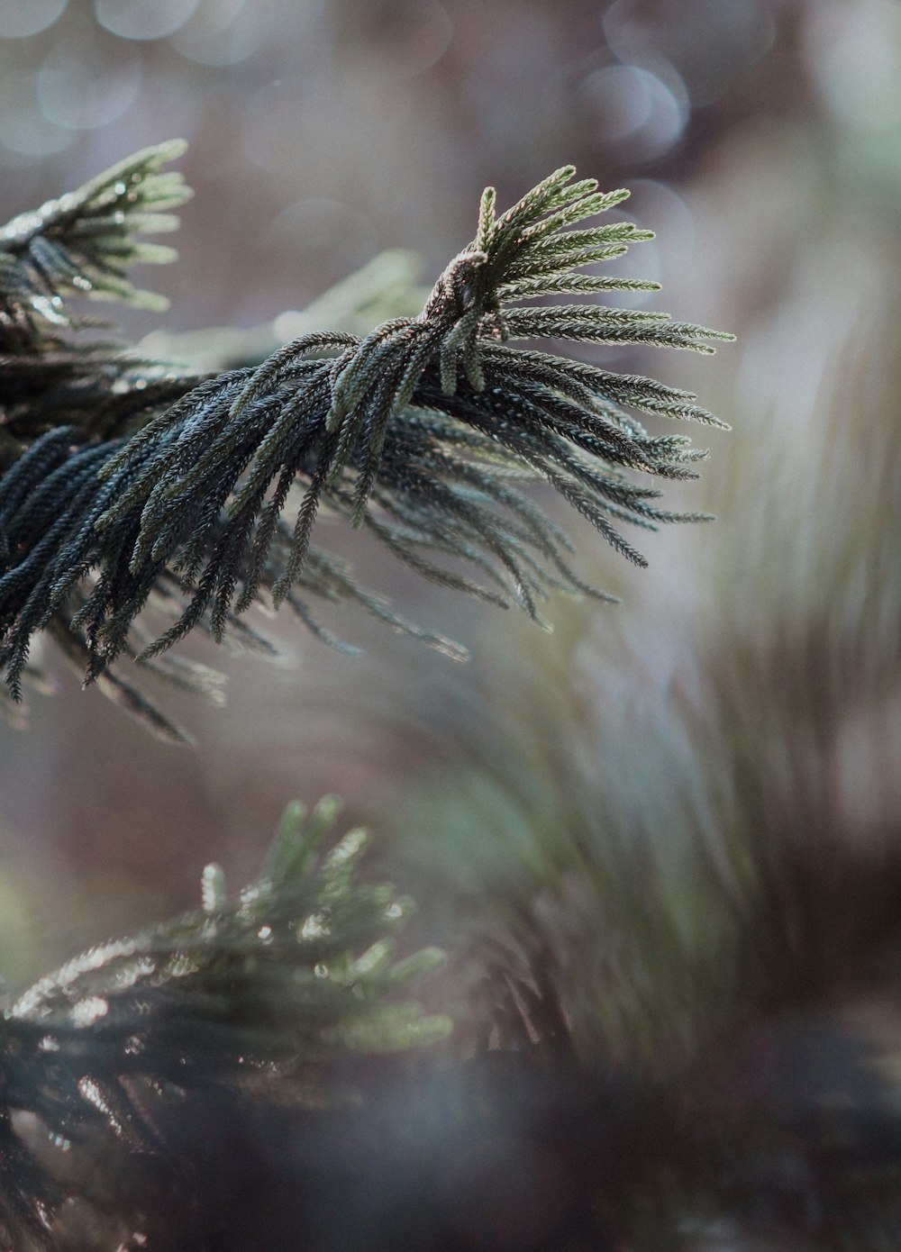 a close up of a pine tree branch