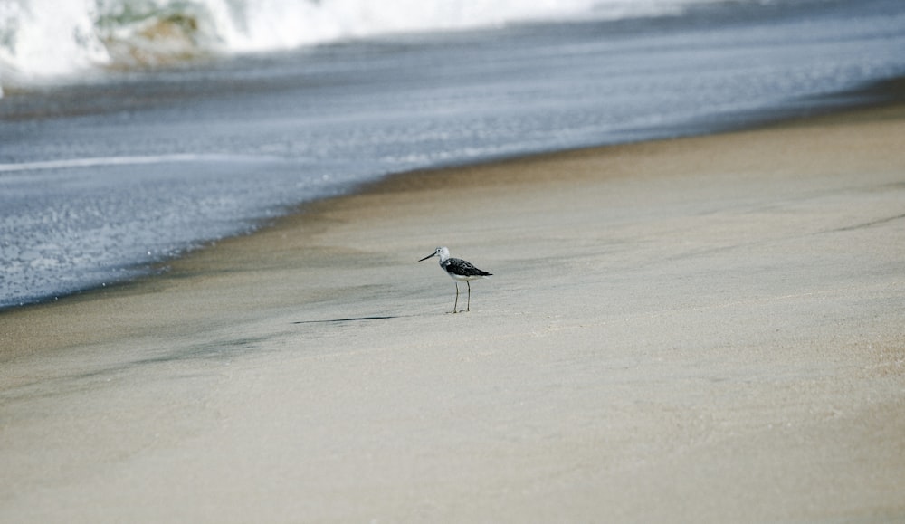 ein kleiner Vogel, der auf einem Sandstrand steht