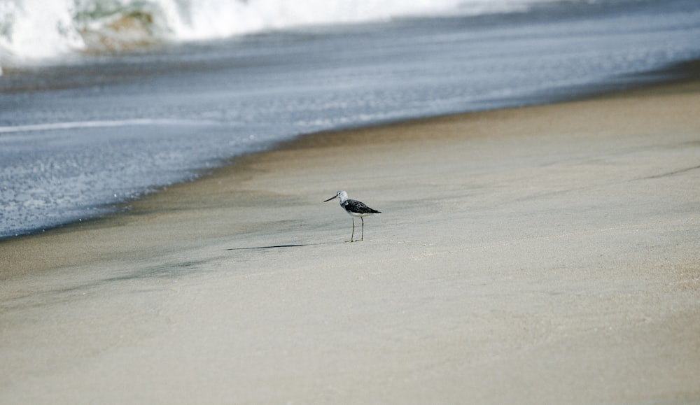 a small bird standing on top of a sandy beach