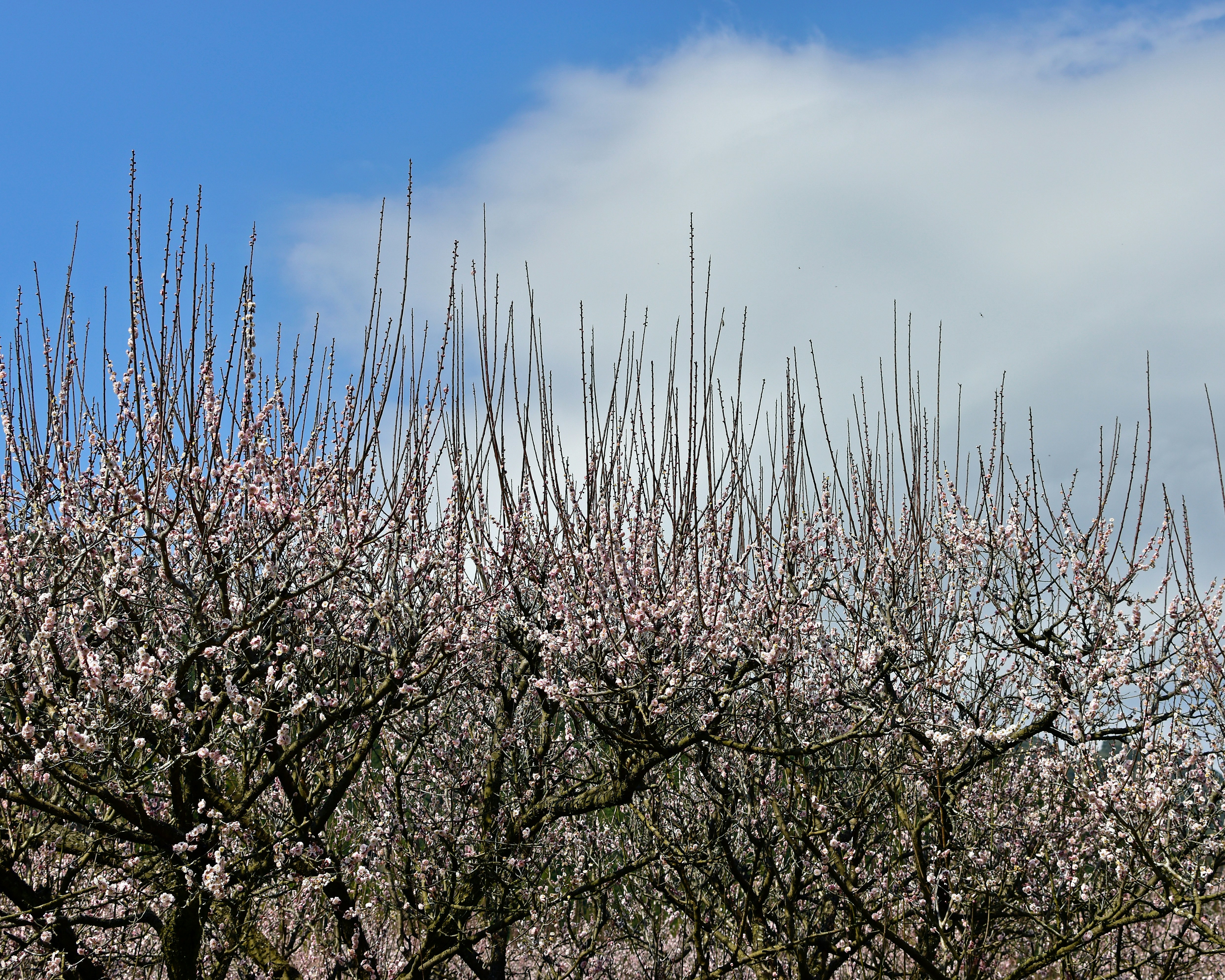 A tree filled with lots of pink flowers