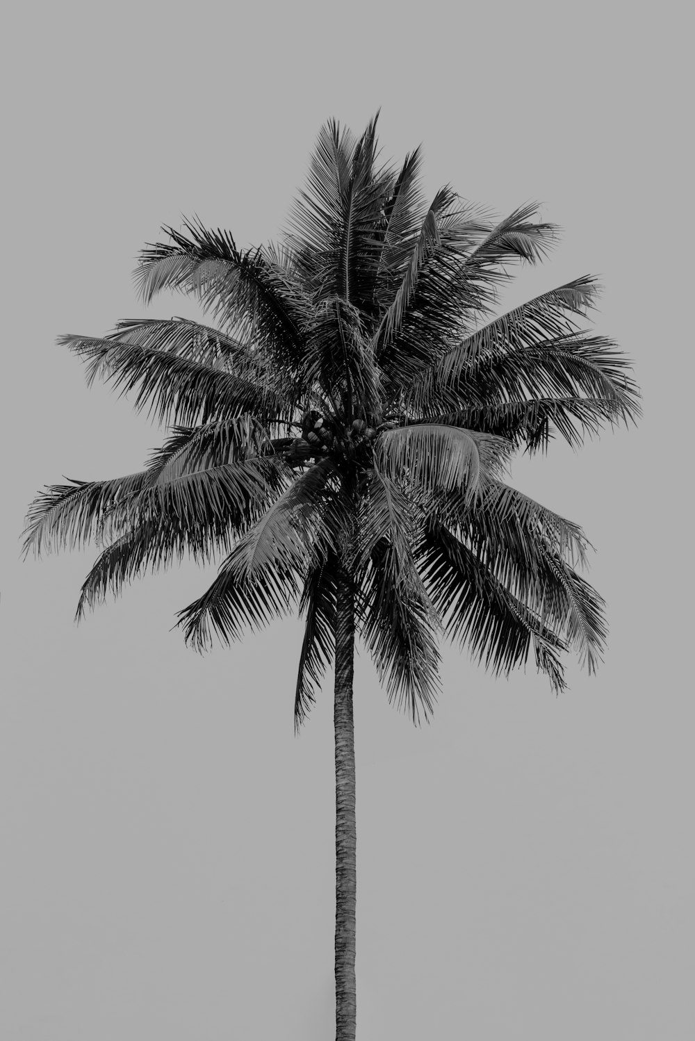 une photo en noir et blanc d’un palmier