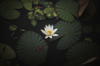 a white water lily floating on top of green leaves