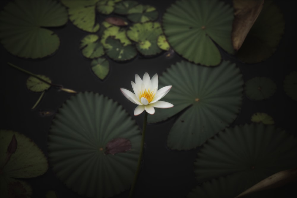 a white water lily floating on top of green leaves