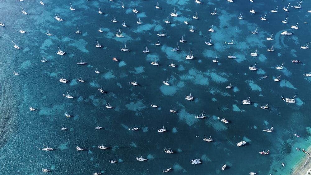 a large group of boats floating in a body of water