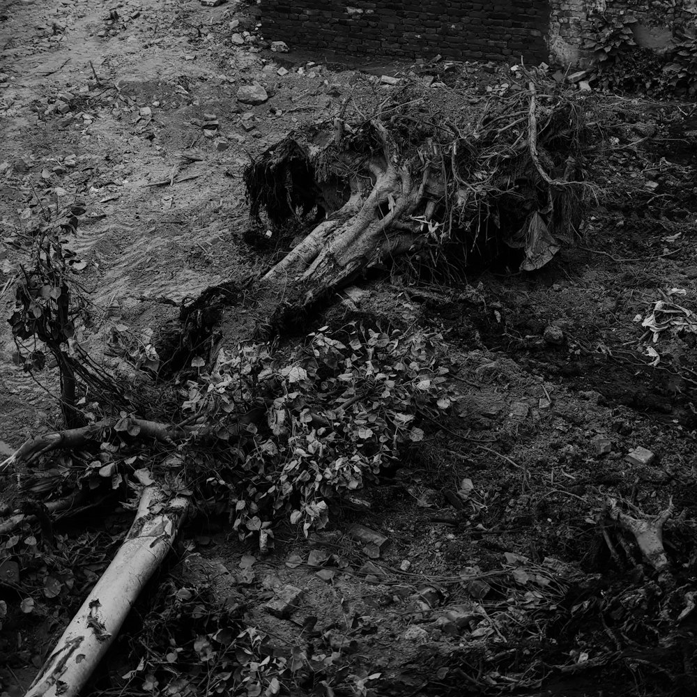 a fallen tree laying on the ground next to a building