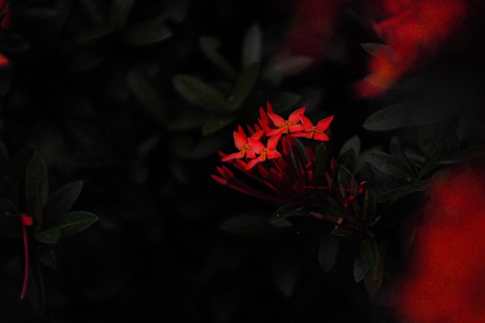 a red flower with green leaves in the background