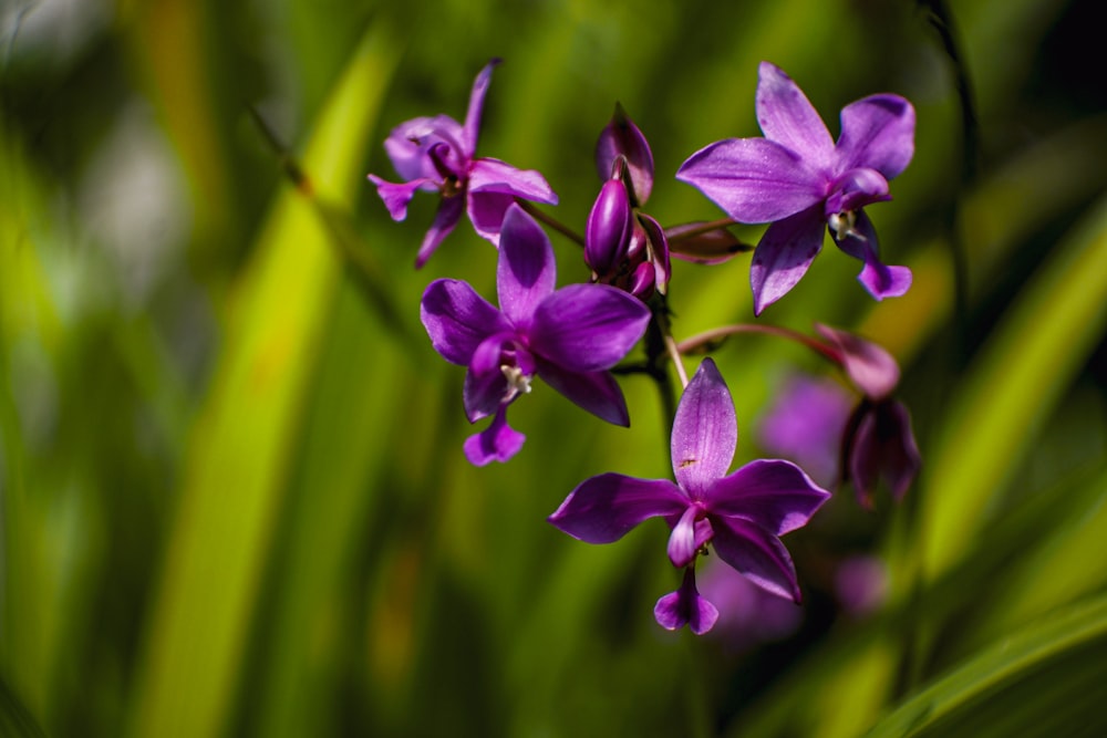 a close up of a purple flower on a plant