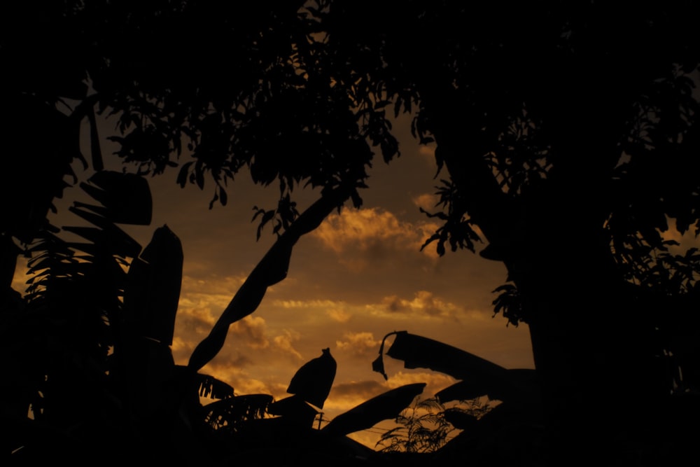 a bird sitting on top of a tree at sunset