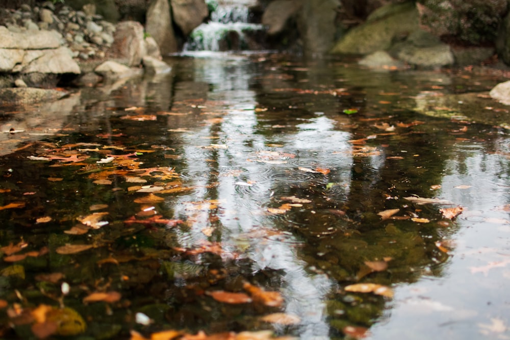 a stream of water surrounded by rocks and leaves