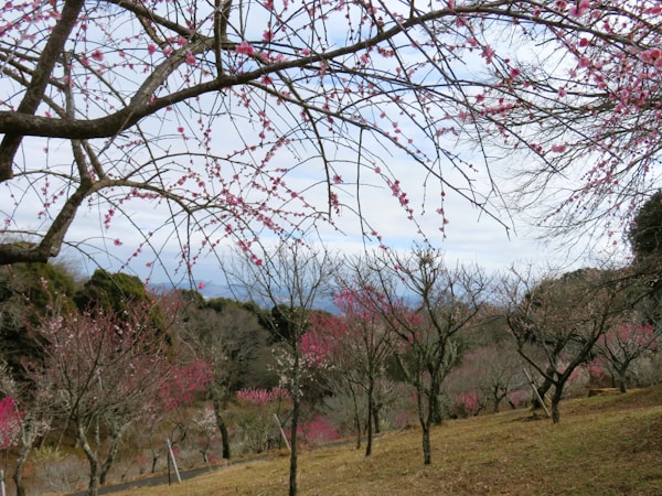 What to see in Shuzenji: A Traveler's Guide