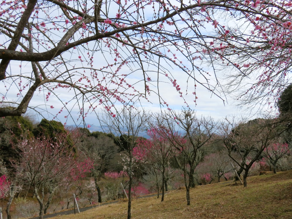 a field with a bunch of trees with pink flowers